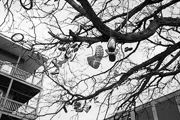 shoetree Shoe Tree, South Holyoke, Frank Ward 2009