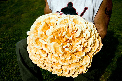 Joe's Mushroom by Frank Ward