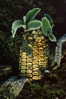 CornThorp From the "Corn" series by Gregory Thorp