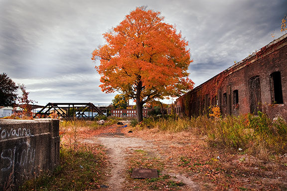 TreeFactory0305 Fall Foliage