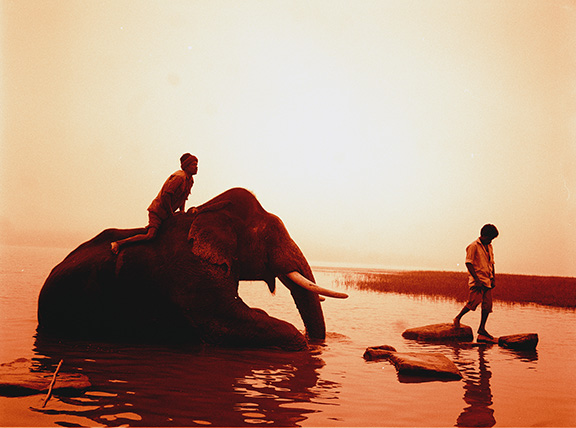 elephantindia