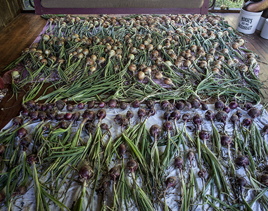 Onions drying