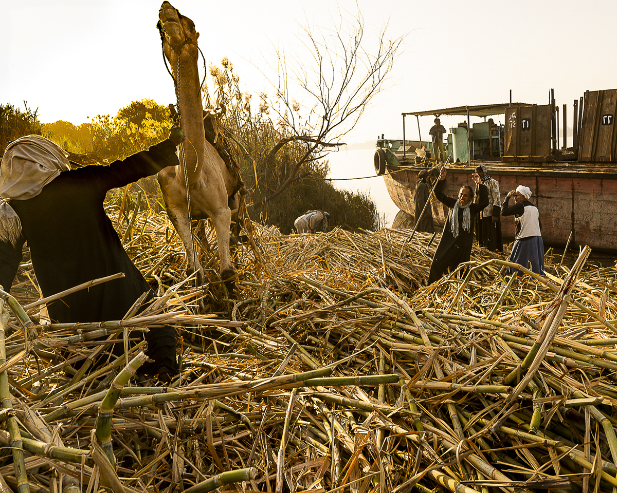 08CaneCamelEsna_1351